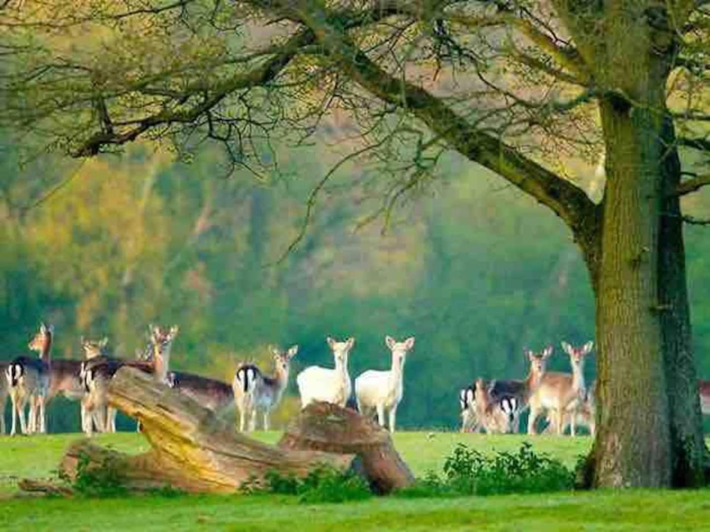 New Forest Retreat Shorefield Country Park Лимингтон Экстерьер фото